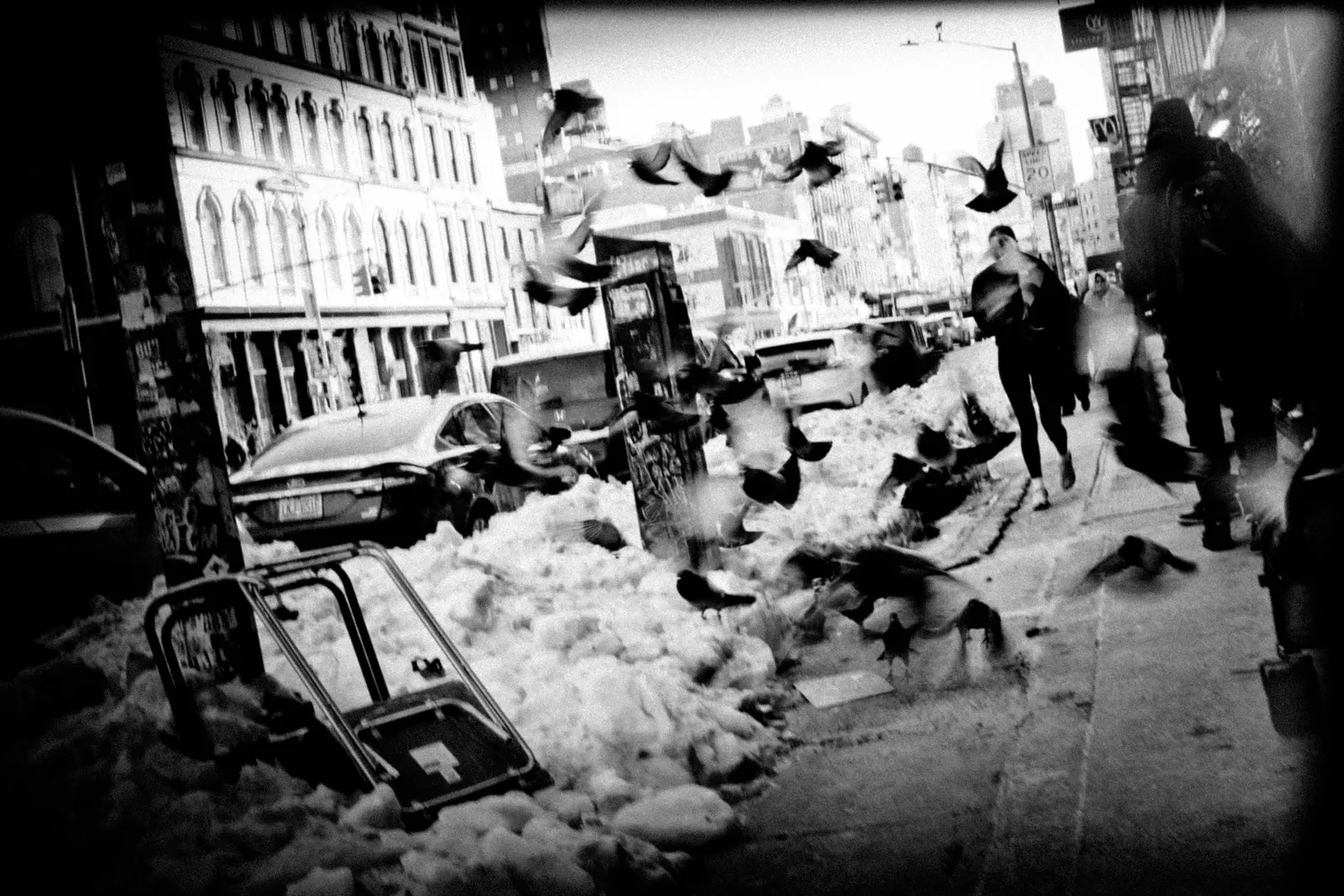 Pigeons scattering on a New York street, from Polyphony
