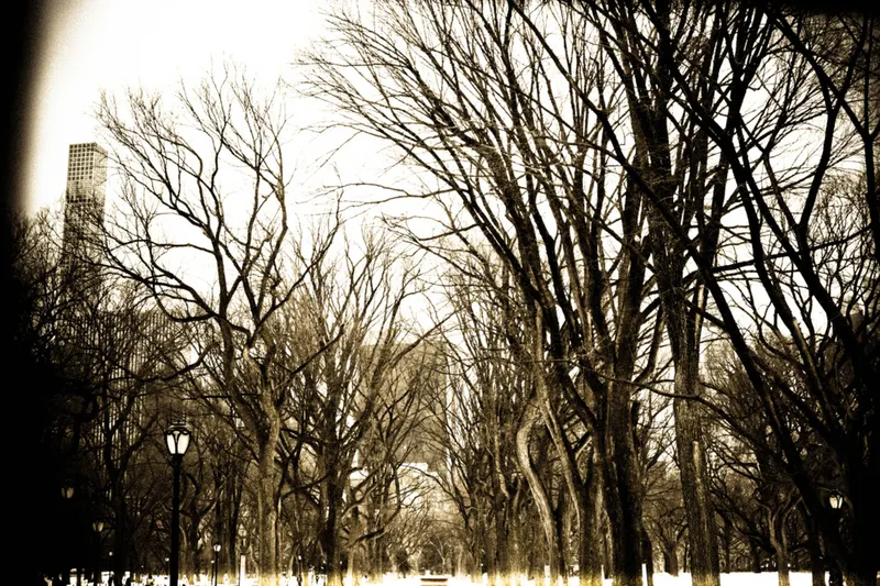 Bare winter trees, from Polyphony